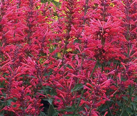 Agastache Heather Queen Agastache Cana Seeds