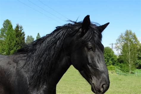 Kentucky Mountain Saddle Horse Breed Profile - Helpful Horse Hints