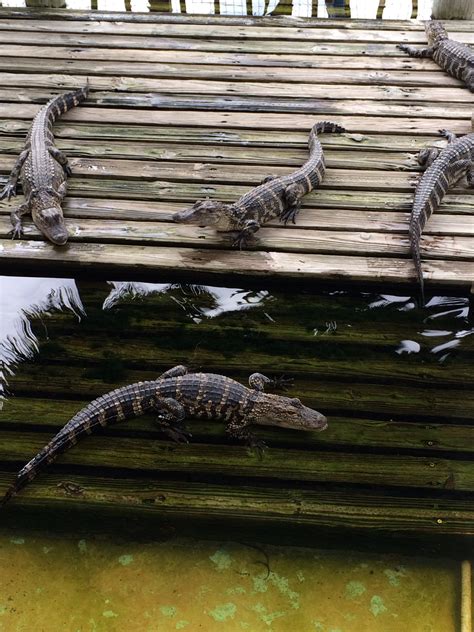 Vintage Florida Gatorland And Weeki Wachee Springs Mags On The Move