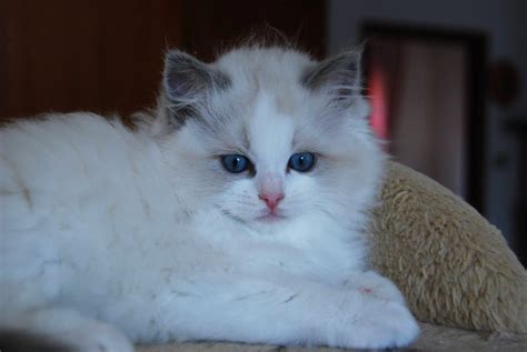 Blue Bicolor Ragdoll Kitten