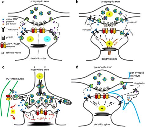 Models Of Synaptic Bdnf Signaling A Functional Antagonism Of Bdnf