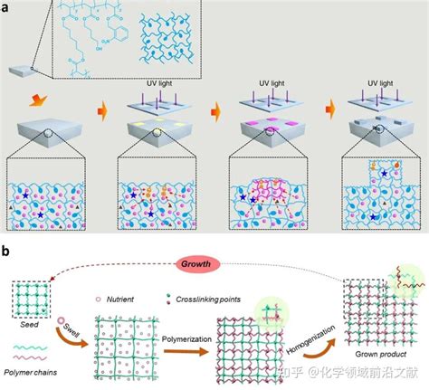 电子科技大学崔家喜教授团队adv Funct Mater：交替生长水凝胶尺寸和性能的原位后调节 知乎