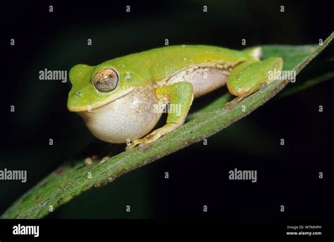 Small Eared Treefrog Ecnomyohila Myotimpanum Calling Jaumave