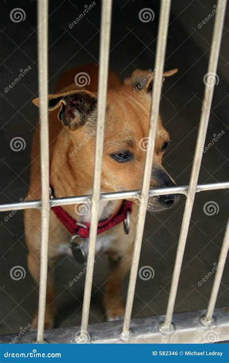 Chihuahua In A Chage At The Animal Shelter Waiting To Be Adopted Stock