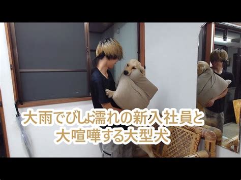 ずぶ濡れ新入社員大型犬と大暴れ！ゴールデンレトリバーティト大型犬 ティトはゴールデンレトリバー｜youtubeランキング