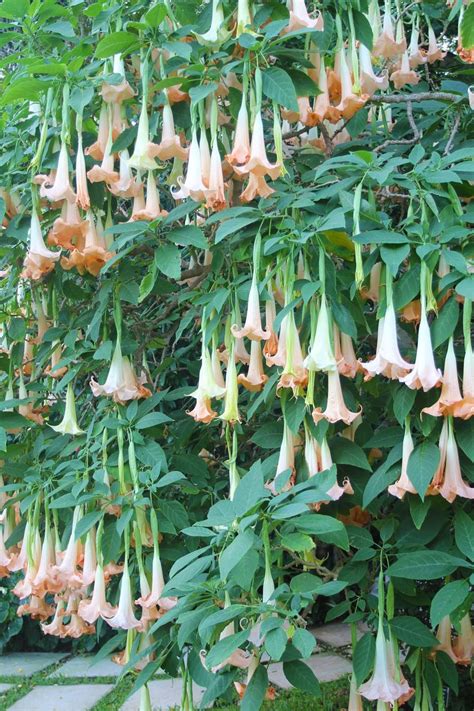 Trumpet flower in fill bloom in the garden this month at Rosedon Hotel ...