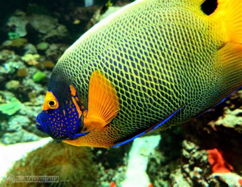 Great Saltwater Aquarium Fish Saltwater Aquarium Saltwater Aquarium