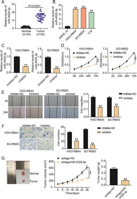 The Inhibition Of Mir P Prohibits Rb Development Both In Vivo And