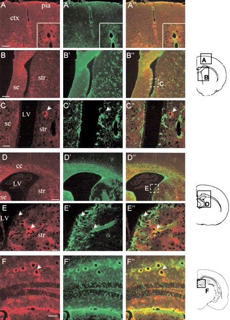 Figure From Lex Ssea Is Expressed By Adult Mouse Cns Stem Cells