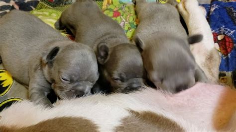 Cute Frenchie Puppy Trio 💜💙 French Bulldog Puppies Nursing On Mom