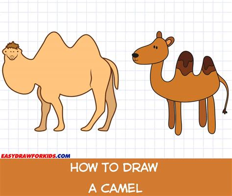 how to draw a camal