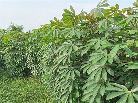 Cassava Plant in the Plantation Stock Photo - Image of land, branch ...