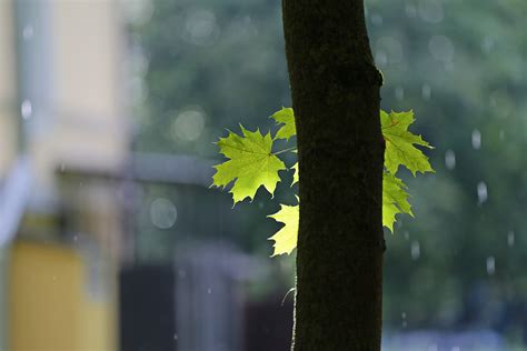 Kostenlose Foto Baum Wasser Natur Gras Ast Licht Verwischen