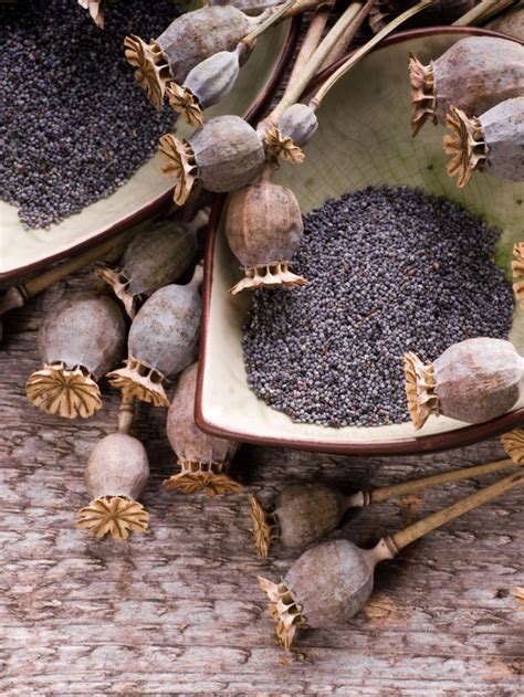 7 Nutritional Benefits Of Poppy Seeds