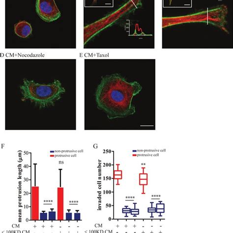 Mammary Epithelial Cells Induce An Invasive Phenotype In Breast Download Scientific Diagram