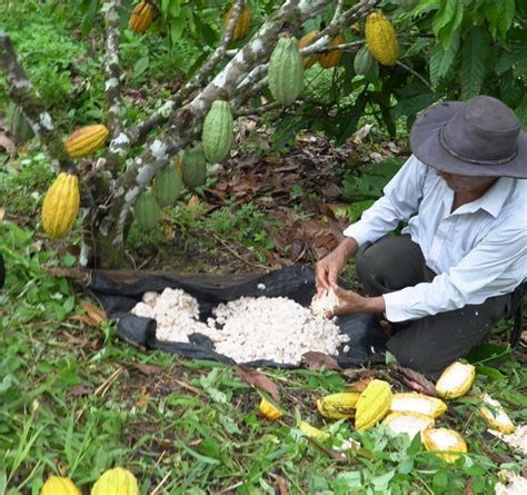 Prefectura de Esmeraldas impulsa la producción de cacao fino de aroma