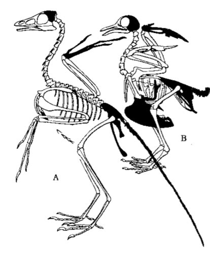 Avian Evolution Form And Function Flashcards Quizlet