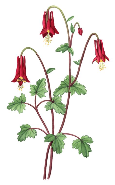 Red Columbine Maine Native Plants