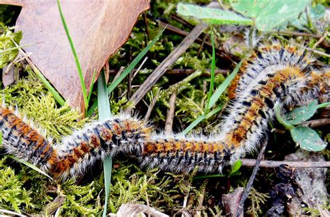 Chenille Processionnaire Du Ch Ne Les Chenilles Processionnaires