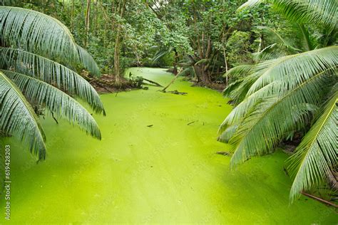 Green Algae And Polluted Wetland Near The Shore Of Anse Intendance