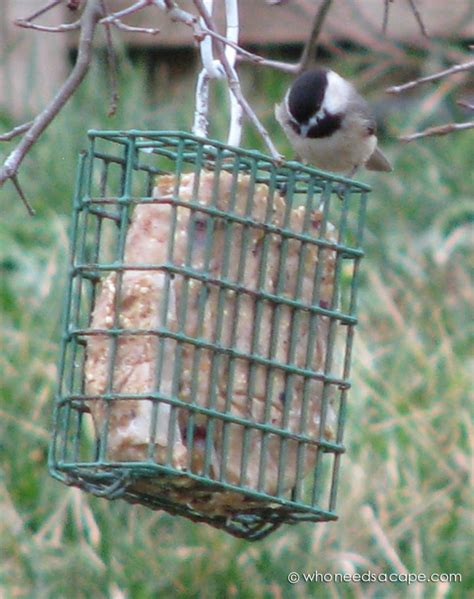 Homemade Wild Bird Suet - Who Needs A Cape?