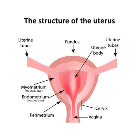 The Structure Of The Uterus The Endometrium Myometrium The Fa Stock