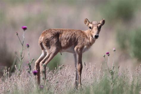 Saiga Herds Begin Flourishing Again - Wildlife Conservation Network