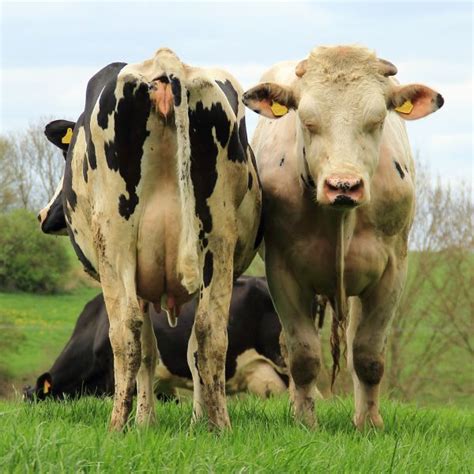 Free Images Grass Meadow Herd Pasture Grazing Agriculture Fauna Cows Bull Grassland