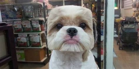 11 Weirdest Hairstyles For Dogs - The Dodo