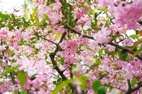 Chinese Cherry Blossom Tree - Laney Carmela