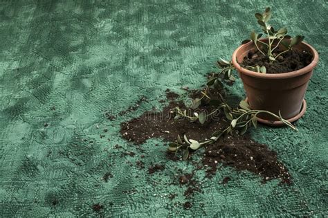 237010 Plant Dirt Stock Photos Free And Royalty Free Stock Photos From