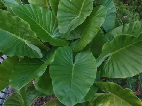 Alocasia Ext Rieur Comment Lentretenir Dans Le Patio Jardinage