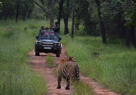 Things to do in Tadoba | Tadoba Tiger Safari