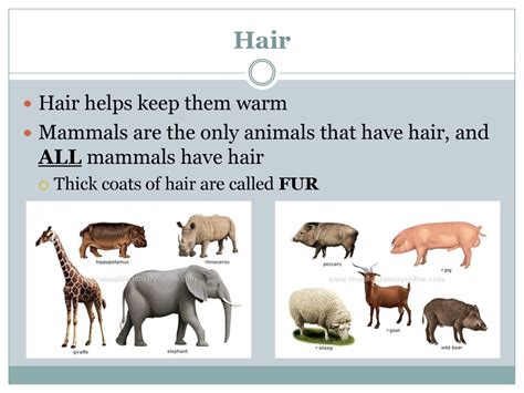 Share more than 59 all mammals have hair - ceg.edu.vn