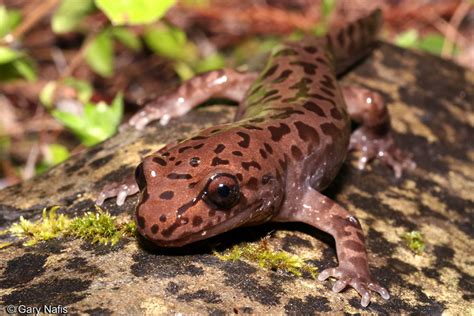 Pacific giant salamander - Alchetron, the free social encyclopedia