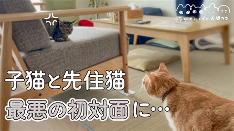 子猫と先住猫の初対面失敗したかもしれません Youtube