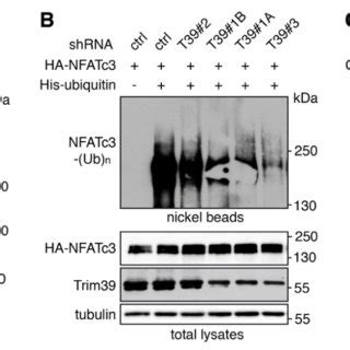 Molecular Consequences Of SUMOylation A SUMOylation Can Interfere