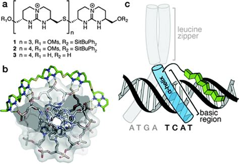 Hybrid DNA recognition system combines DNA-binding α-helix peptide with ...