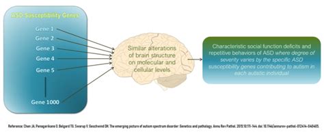 Autism Brain Structure