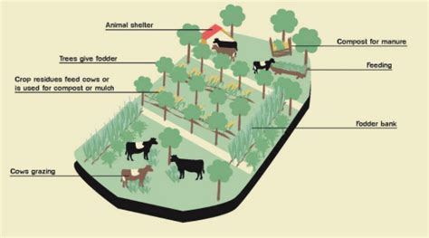 Agroforestry In Africa Transformative Farming For Eu Sustainability Goals