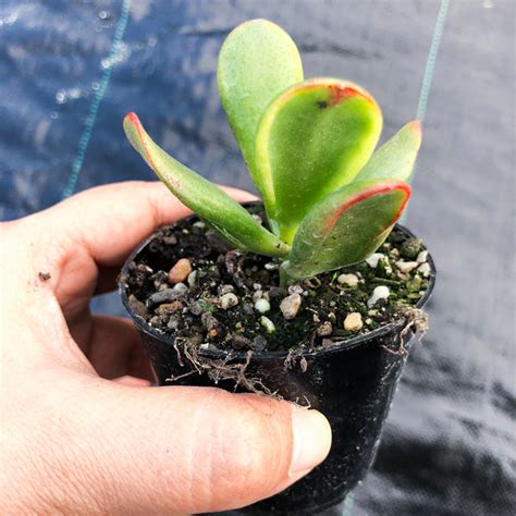 Crassula Ovata Red Coral Let Love Grow Succulent And Cactus