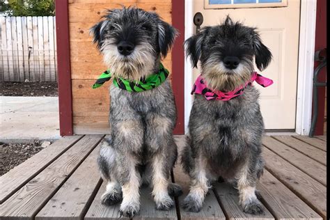 Argyle Standard Schnauzers Puppies For Sale