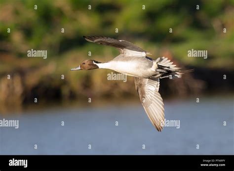 Wild UK Pintail Drake Anas Acuta Isolated In Midair Flight Over