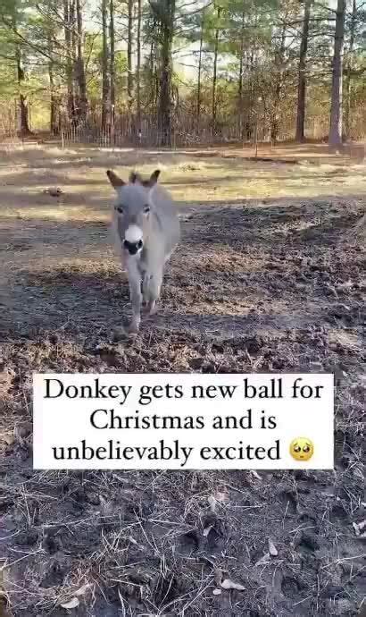 Donkey's Christmas Surprise