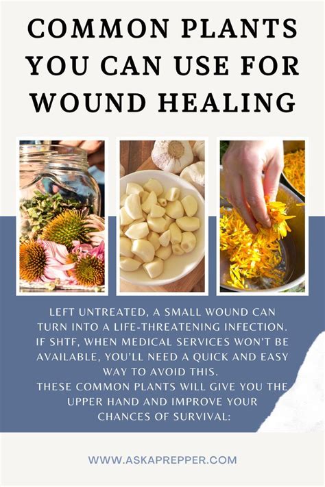 Common Plants You Can Use For Wound Healing In Slippery Elm