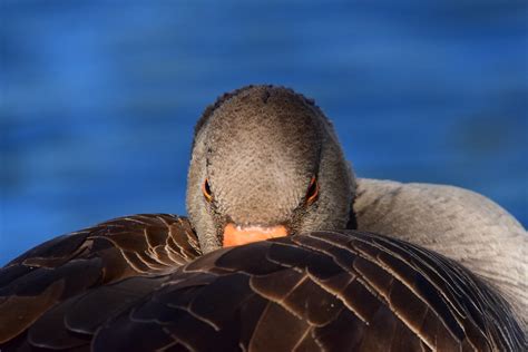 22WSY081 Greylag goose Wolseley Anser anser Oie cendrée Flickr