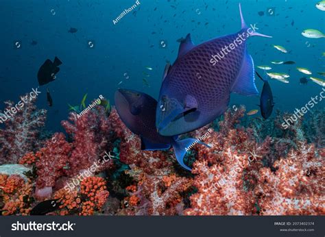 Reef Triggerfish Over 2796 Royalty Free Licensable Stock Photos