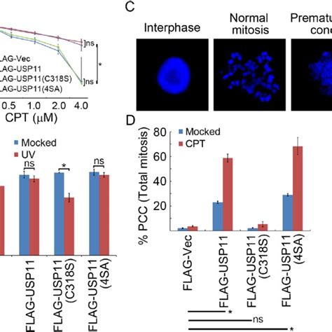 Usp11 Promotes Genome Instability A Over Expression Of Usp11 Or