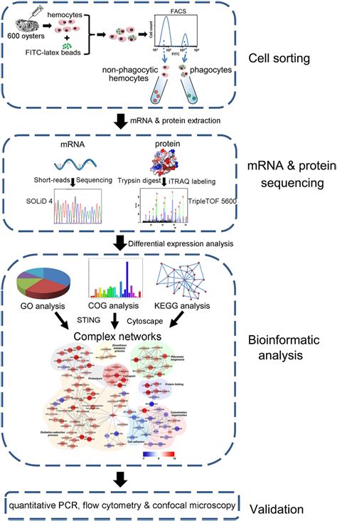 Pipeline Overview Of Transcriptome And Proteome Analysis Of