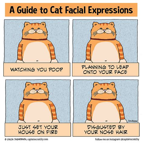 Can you decipher a cat's facial expressions?